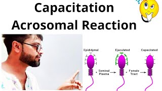 Capacitation amp Acrosomal reaction in sperm BoardNeet [upl. by Iba756]