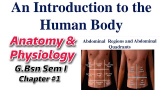 An introduction to the human body  Abdominal regions amp quadrants amp its organs  AampP by Tutor [upl. by Leirrad153]