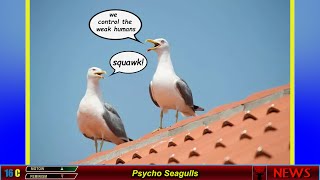 Psycho Seagulls [upl. by Peggie167]