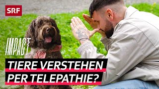 Mit Tieren reden – Telepathische Fähigkeit oder nur Einbildung  Impact  SRF [upl. by Murdock314]