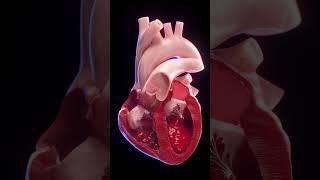 3d animated blood flow of the heart anatomy meded 3dmodel [upl. by Coveney]