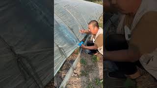 Process of Patching Holes in an Agricultural Greenhouse with Clear Tape [upl. by Aisekal]