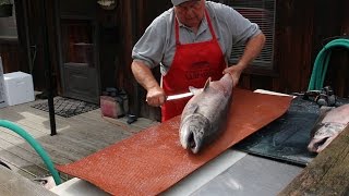 How to Fillet a Big Salmon and Prepare it for Smoked Salmon Recipe [upl. by Giglio]