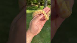 BANANA YELLOWBELLY SPOTNOSE CLOWN BALL PYTHON😍 [upl. by Sudnak347]