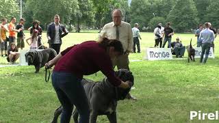 Mastino Napoletano XXV Trofeo Mario Querci Males Champion [upl. by Schaaff]