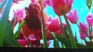 Pipilotti Rist Lobe of the Lung Part 2 [upl. by Rollecnahc72]