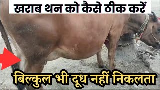 घर बैठे गाय को थनैला रोग का इलाज 👌🏽Mastitis Treatment in cows at home [upl. by Seuqirdor]