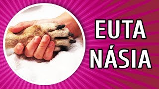 DEVO SACRIFICAR MEU CACHORRO EUTANÁSIA [upl. by Dorelle61]