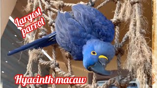 Hyacinth Macaw • Guacamayo Azul [upl. by Jolanta83]