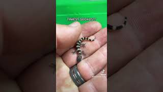 Tiny Geckos 🦎😍 shorts [upl. by Kcerred]