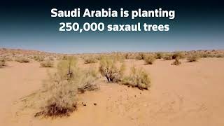 Saudi Arabia turns to saxaul trees for climate defense [upl. by Bishop]