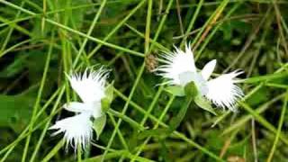 鷺草（Habenaria radiata） Video 01 [upl. by Analahs857]