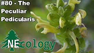 NEcology 80  The Peculiar Pedicularis [upl. by Aimahs]