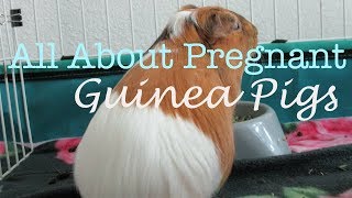 What to do if your guinea pig is pregnant [upl. by Niliram529]