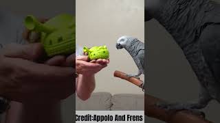 Credit goes to Appolo And frensGrey parrot talking brilliantly 🫀🦜viral trending [upl. by Olav312]