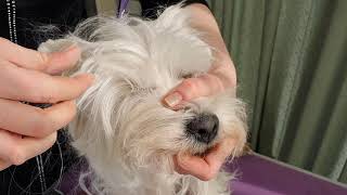 Поддерживающий груминг вестхайленда тримминг Westie grooming at home handstripping [upl. by Haididej]