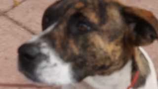 Marley 8 month old boxer mix female adopt thru Florida Pointer Rescue [upl. by Clayson]