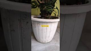 monstera shorts video reels indoorplants nature [upl. by Dryfoos]