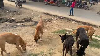 Village dogs fighting plane Gaon ke Desi kutton ki Ladai rajanimalsguru doglover [upl. by Wolf]