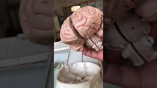 Human Skull amp Brain  इंसान की खोपड़ी और ब्रेन अन्दर से कैसा होता है viral trending shorts shots [upl. by Marlo]