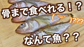 一色さかな村の『魚文』様で『ハタハタ』を購入。旬が秋から冬ということで非常に鮮度も良く価格も安くて良い魚でした。今回は唐揚げにして食べてみたのですが骨も気にならず鱗も無いので調理も実食も楽で楽しかった [upl. by Lovmilla]