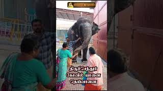 tiruchendur temple elephant [upl. by Aisan]