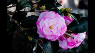 Everything you need to know about Camellia Shrubs [upl. by Ttezil264]