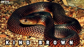 Episode 171 Description King brown snake [upl. by Lawan204]