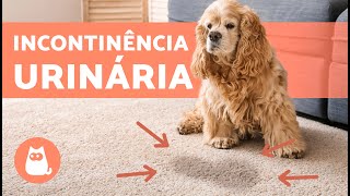 Como TRATAR INCONTINÊNCIA URINÁRIA em CÃES 🐶💦 7 Tratamentos Naturais [upl. by Marek]