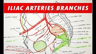 Branches of the Internal and External ILIAC ARTERIES [upl. by Connie]