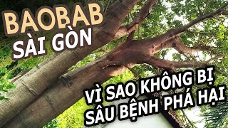 CÂY BAOBAB SÀI GÒN  BÍ MẬT ĐƯỢC CHE GIẤU SUỐT HÀNG THẬP KỶ [upl. by Droc]