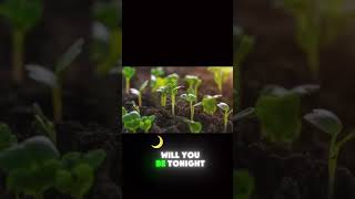 Plant growing Timelapse timelapse plants [upl. by Macegan]