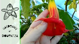 Greenhouse in November  watering at low temperatures dahlias amp brugmansias [upl. by Todhunter322]