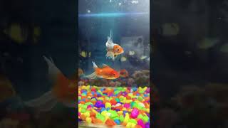 Goldfish tank  fish shorts fish fishaquarium goldfish aquarium [upl. by Meade]