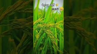 How To Make Dhan🌾 Seed farming youtubeshort shorts [upl. by Tomasine527]