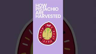 How Pistachios are Harvested foodfacts [upl. by Nallid]