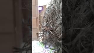 Air drying and sneaking up on my client  curlyhair freshlook autumn peekaboo [upl. by Nnaegroeg]