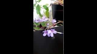 Buzz Pollination African Violet [upl. by Ariuqahs]