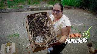 ¡Nidos para gallinas ponedoras hazlos y aumenta la producción 🥚✨ [upl. by Preston]