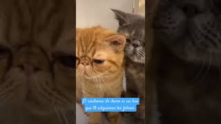 El síndrome de down tb lo adquieren los felinos cat catlover music funny shorts viralvideo [upl. by Ameehs]