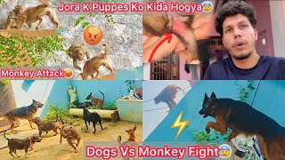 Dogs Or Monkeys Ki Kai Ghanto Tak Ladai Chali😰 Jora K Puppes Ki Halat Kharab Hogye😢Chot Lag Gye [upl. by Norek]