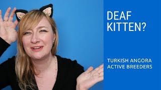 Deafness in Turkish Angora kittens [upl. by Williams]