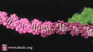 Mechanism of Recombination [upl. by Lora]