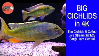 BIG CICHLIDS in 4k Future Fish Room Plans and a Lot More  The Cichlids amp Coffee Live Stream [upl. by Enitsuj]