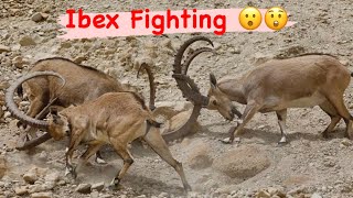 Ibex Fighting  Snow Leopard  Ibex hunting [upl. by Imiaj]