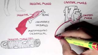 Myology  Introduction Skeletal Cardiac Smooth Muscles [upl. by Yelahc]