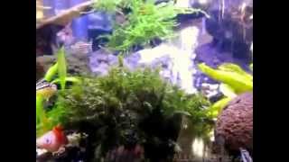 aquascapedecor waterfall sand waterfall [upl. by Anuala447]