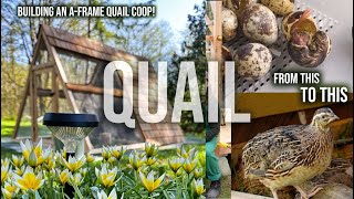 EVERYTHING QUAIL INCUBATING HATCHING BUILDING AFRAME QUAIL COOP amp MOVING OUTSIDE [upl. by Airemaj342]