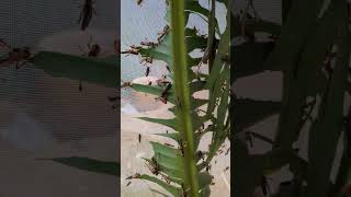 Grasshopper reels viralvideo shorts photography [upl. by Anialram888]