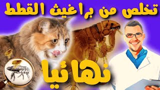 التخلص من براغيث القطط في المنزلالبراغيث عند القطط2022 😸 [upl. by Sternlight883]